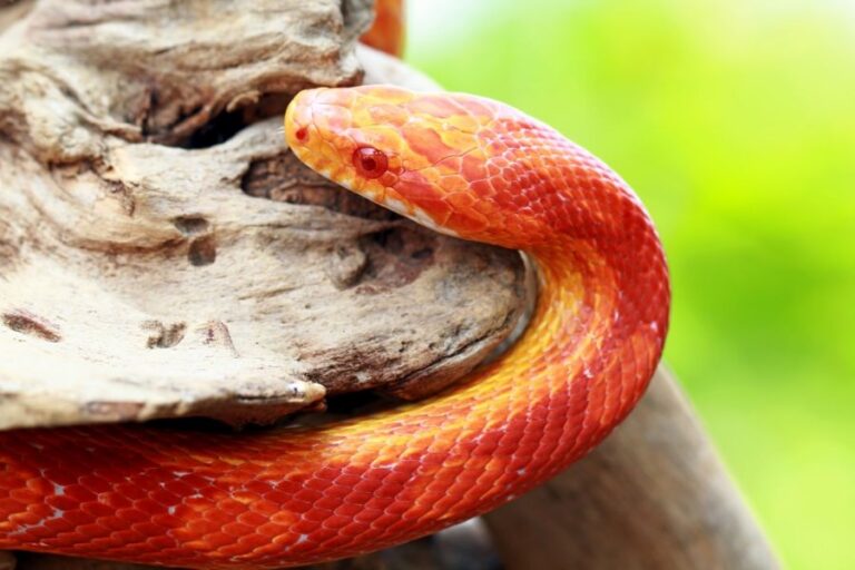 Corn Snake Climbing Up a Tree
