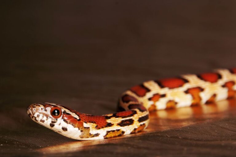 Corn Snake Moving Along a Wood Floor