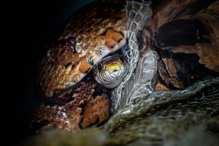 Corn Snake Next to Shed Skin