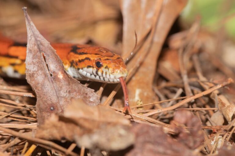 Corn Snake Slithering Through Leaves and Pine Needles