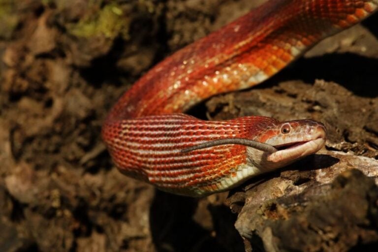 Corn Snake Swallowing a Mouse