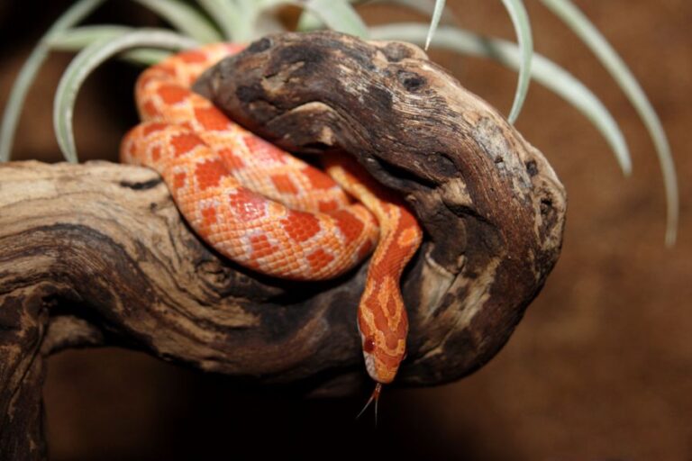 Corn Snake on Piece of Wood