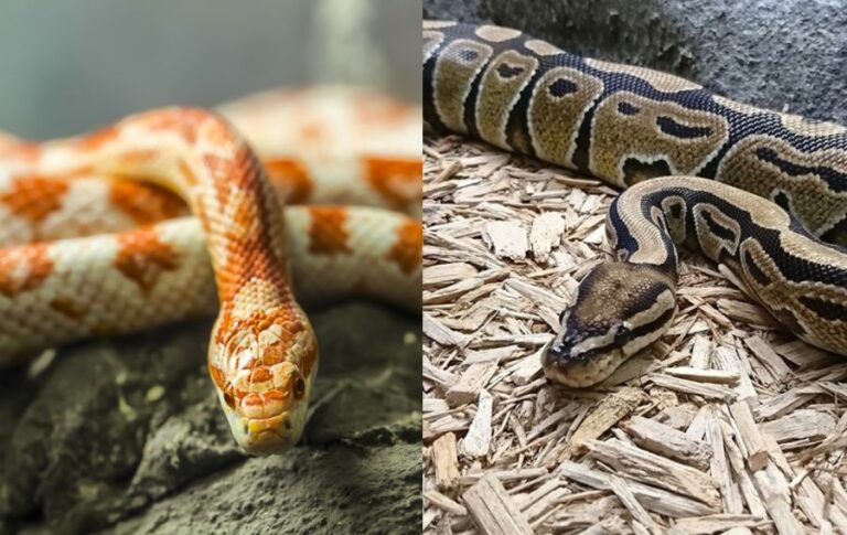 Corn Snake vs Ball Python