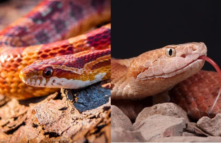 Corn Snake vs Copperhead