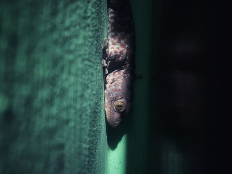 Gecko Hiding Behind a Wall