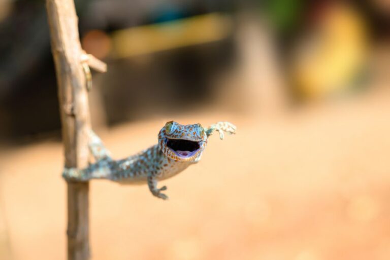 Gecko Jumping From a Branch