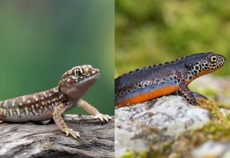 Gecko vs Newt