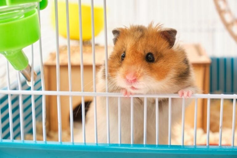Hamster Peeking Out of Cage