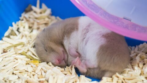 Rodent Sleep Pattern Your In-Depth Hamster Sleep Guide - Fur, Wings, & Scaly Things