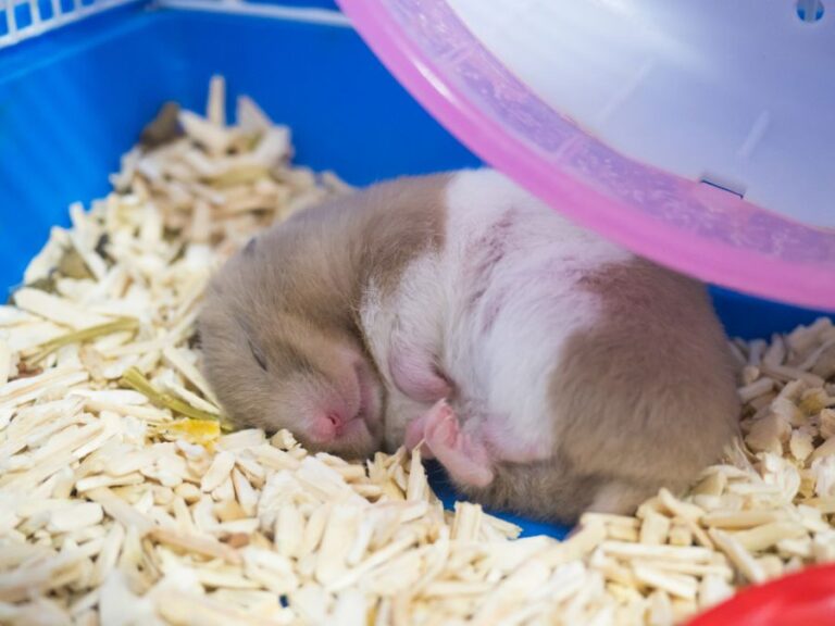 Hamster Sleeping Under a Hamster Wheel