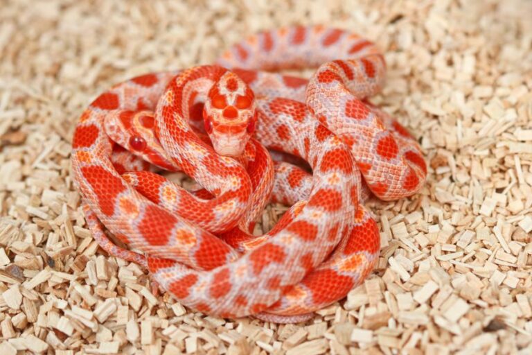Juvenile Corn Snakes on Wood Chips
