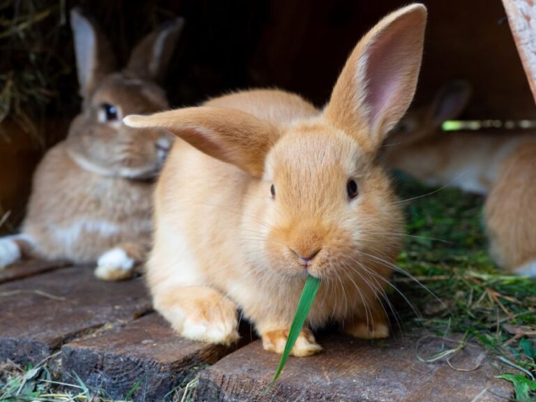 Orange Rabbit Eating Grass in a Hutch