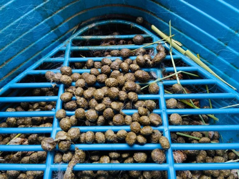 Rabbit Poop in a Rabbit Litter Box