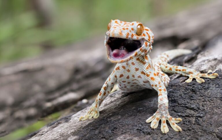 Tokay Gecko Clinging to a Tree