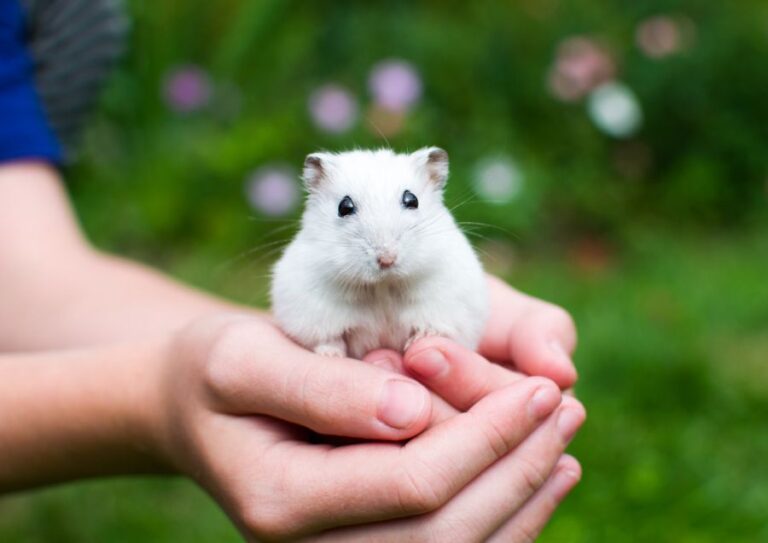 White Hamster Being Held in Child's Hands