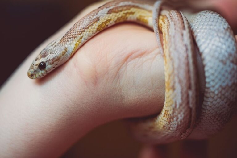 Young Corn Snake on a Child's Arm