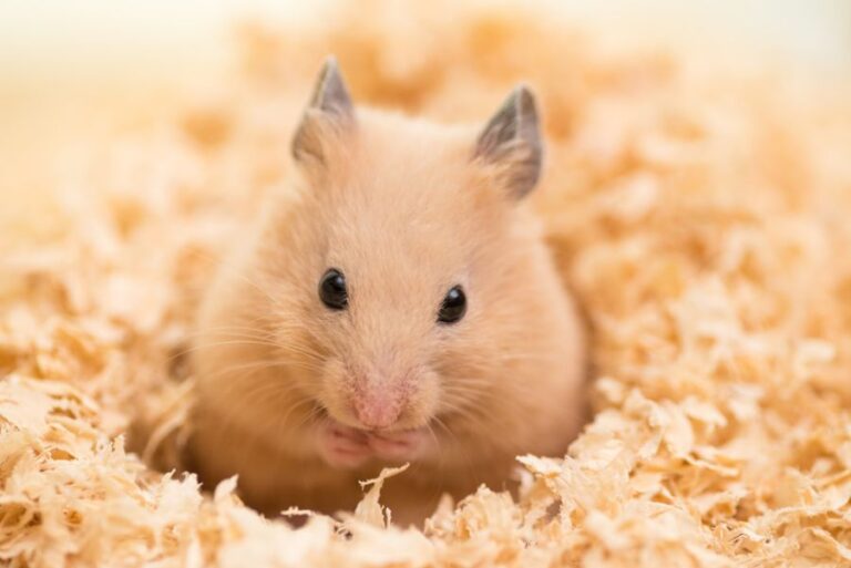 Golden Hamster Resting on Bedding