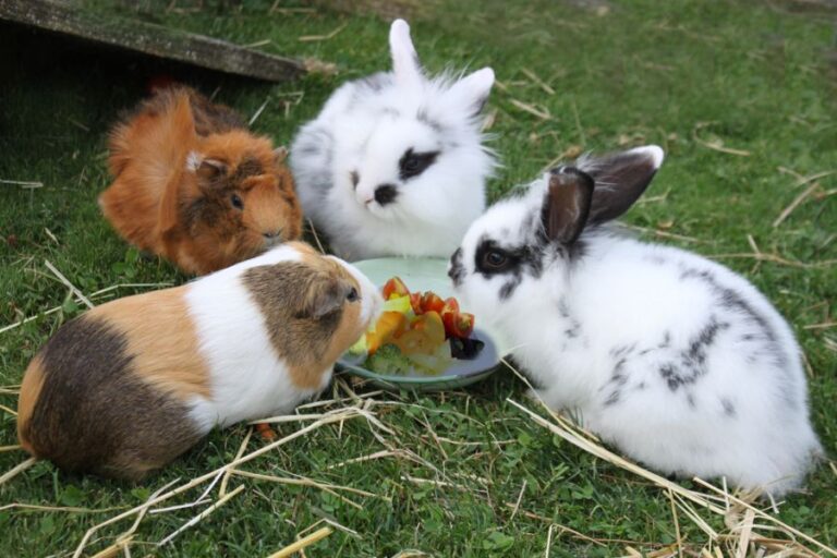 Guinea Pigs and Rabbits Eating Dinner From the Same Bowl