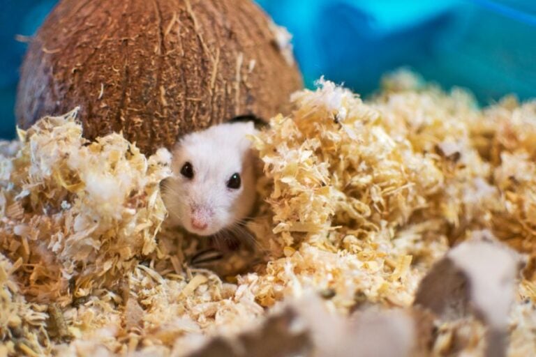 Hamster Peeking Out of Its Coconut House Surrounded by Bedding
