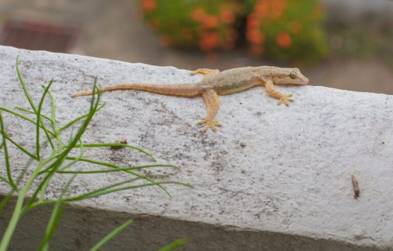 House Gecko Laying on a Concrete Ledge