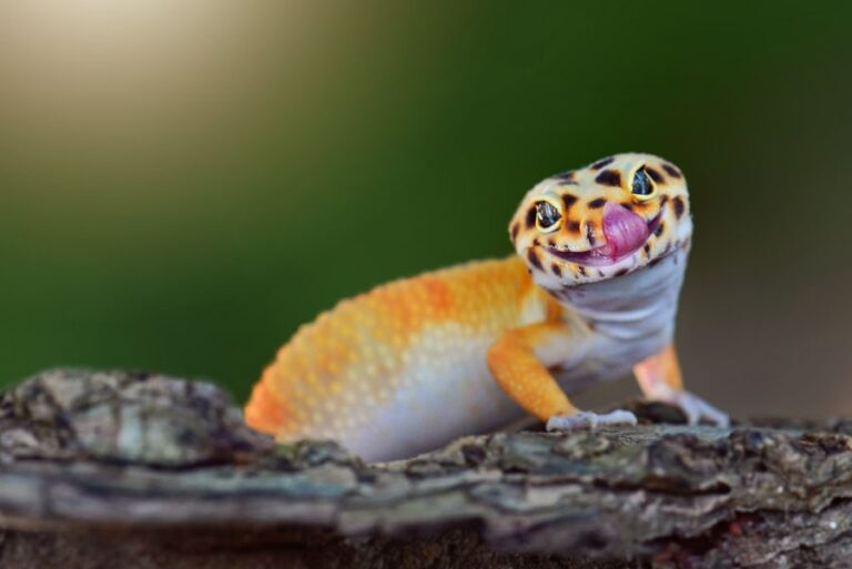 Leopard Gecko Licking Face and Standing on Wood