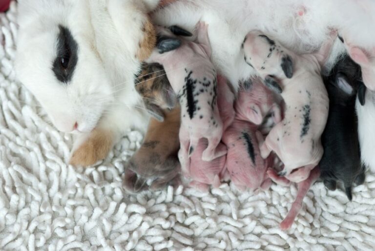 Mother Rabbit Feeding Litter of Baby Rabbits