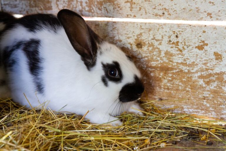 Scared Rabbit Crouched in Corner and Shaking