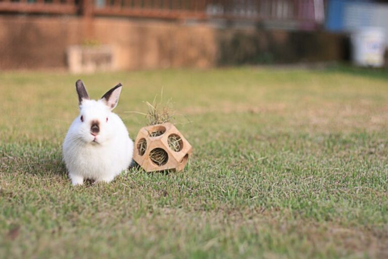 Small Rabbit Playing With a Toy in the Yard