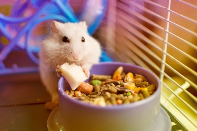 White Hamster Eating Out of a Food Dish