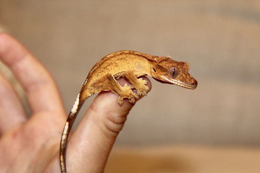 Baby Crested Gecko on Someone's Thumb