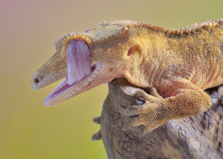 Crested Gecko Licking Its Eye