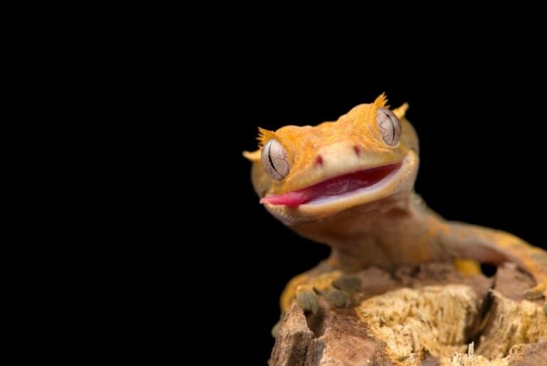 Crested Gecko Staring at Camera With Mouth Open