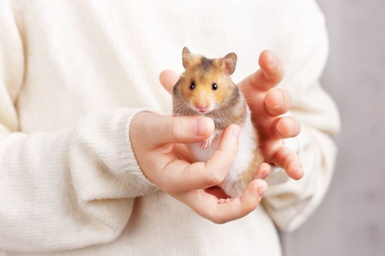 Fluffy Hamster Being Held in a Girl's Hands