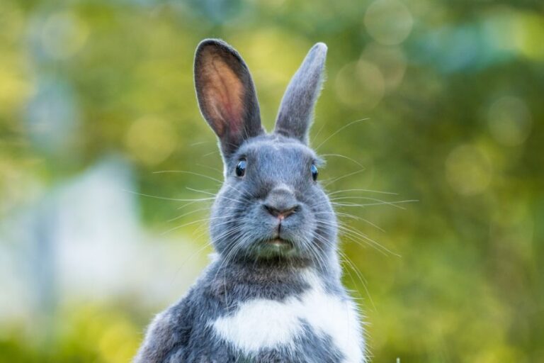Gray and White Rabbit on Alert