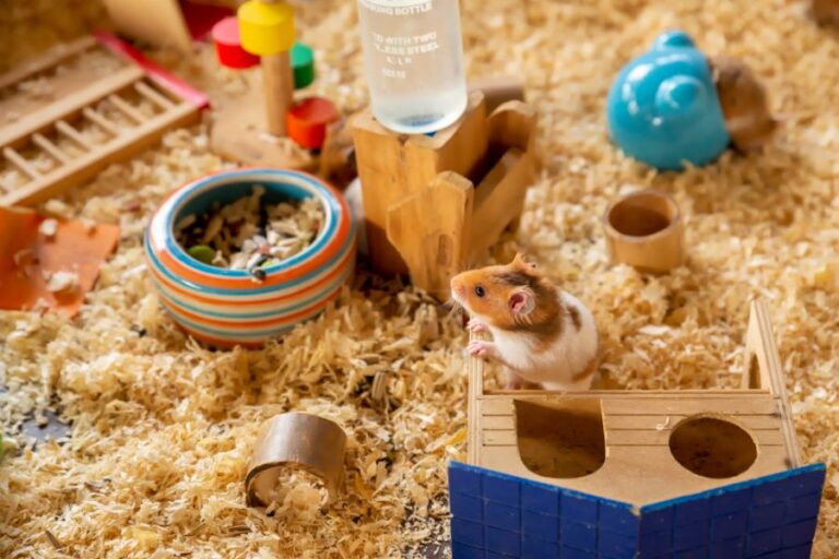 Hamster Looking Around Enclosure That Contains Food, Water, and Toys