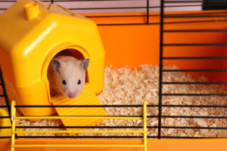 Hamster Peeking Out of Yellow House in Small Cage
