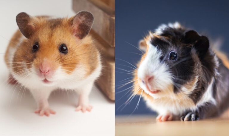 Hamster vs Guinea Pig