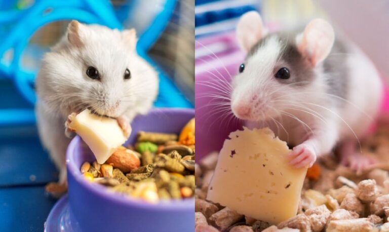 Hamster vs Rat