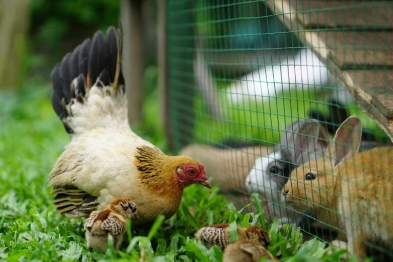 Hen and Chicks Looking at Rabbits Through Fence