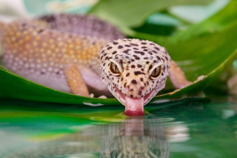 Leopard Gecko Drinking Water While on a Leaf