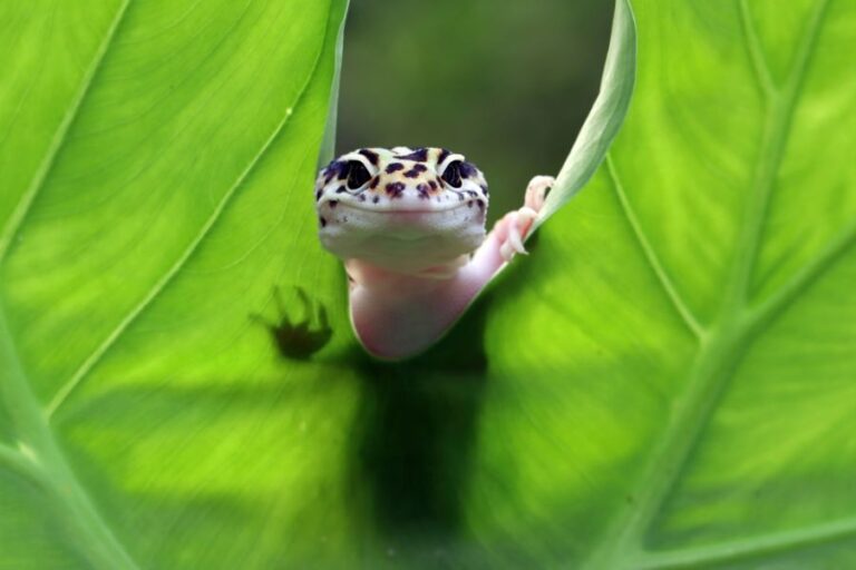 Leopard Gecko Resting on a Large Leaf