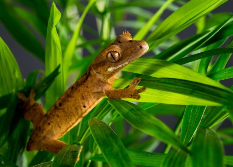 New Caledonian Crested Gecko Resting on Leaves