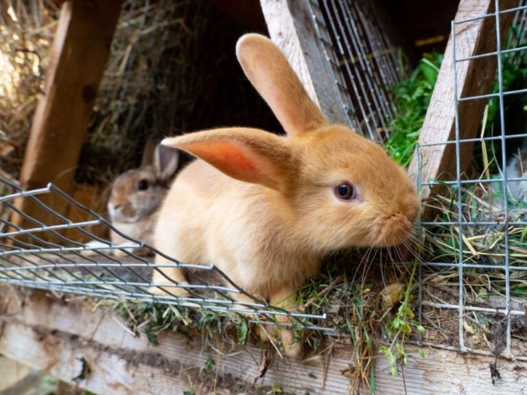Orange Rabbit Leaning Out of Its Hutch