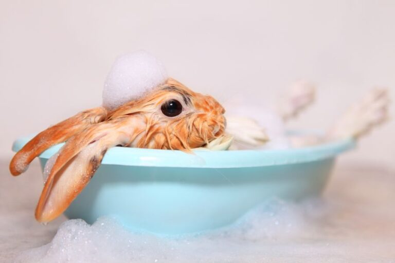 Orange Rabbit Resting in a Little Bathtub