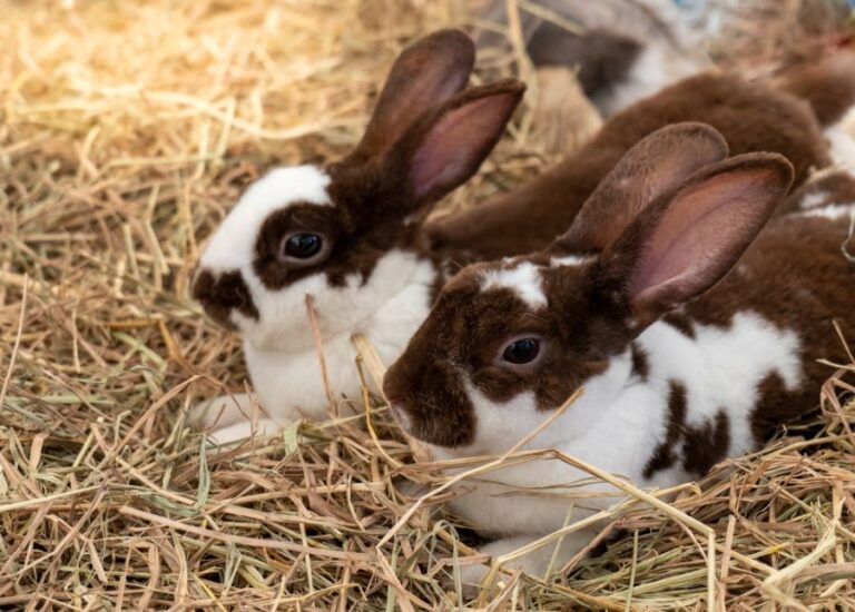 Pair of Brown and White Rabbits Laying in the Hay