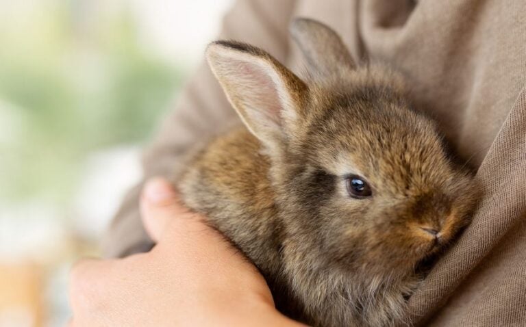 Rabbit Being Held in a Girl's Arms