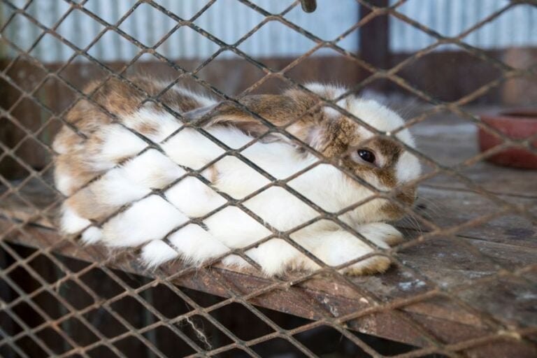 Sick Rabbit Resting in Cage