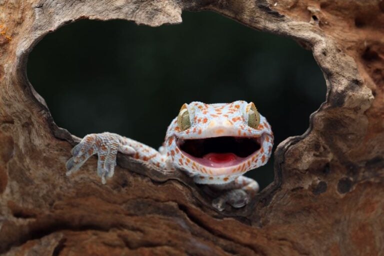 Tokay Gecko on a Piece of Wood