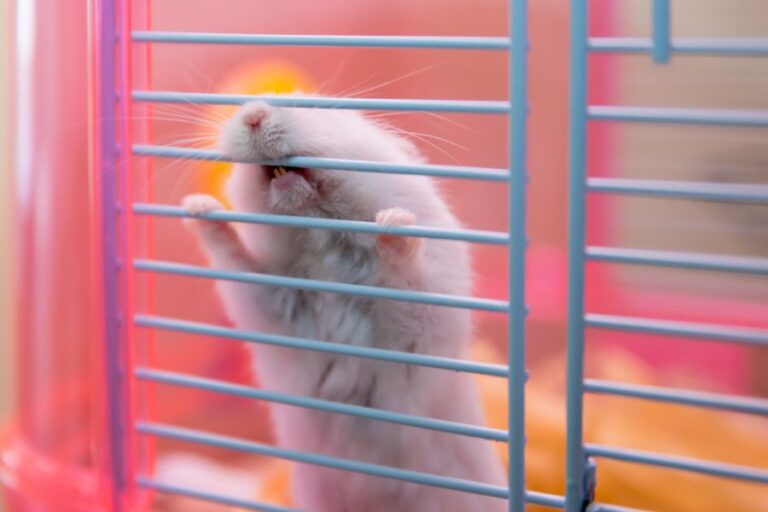 White Hamster Chewing on Bars of Cage