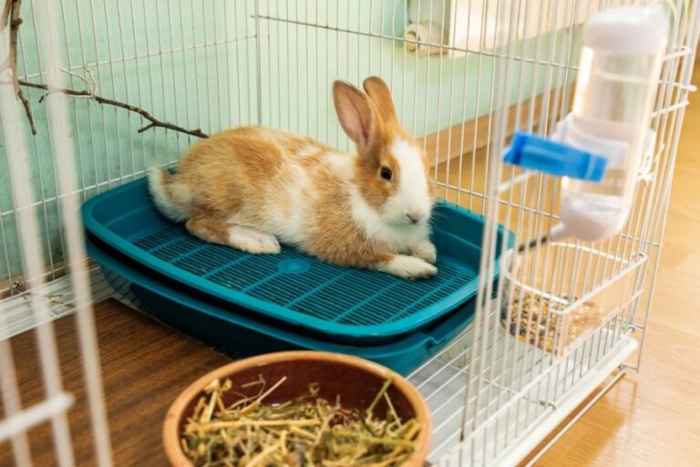 Young Rabbit Laying on Litter Box in Cage